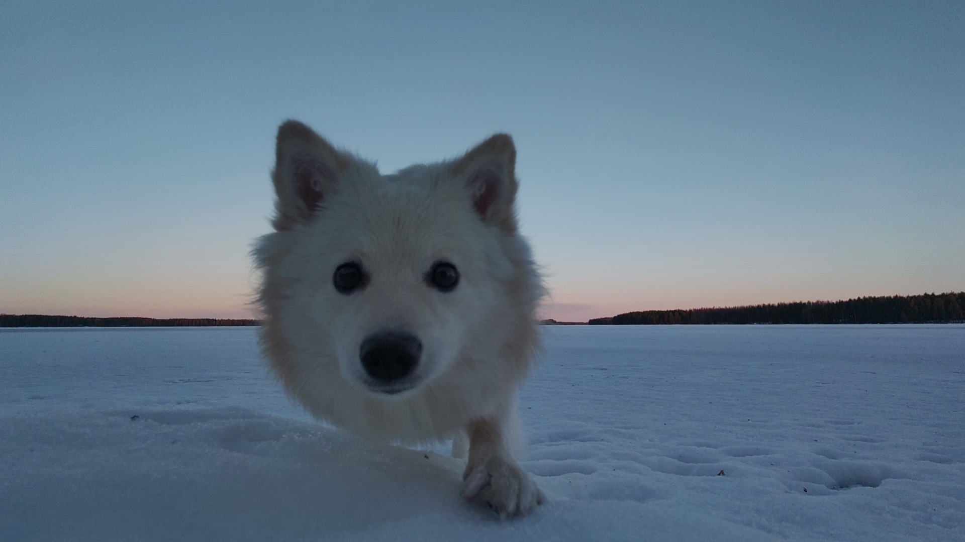 Valkoinen koira katsoo kameraan lumisella rannalla, taustalla järvi ja hämärä taivas.