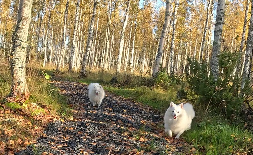 Kaksi valkoista koiraa kävelee metsäpolulla syksyisten lehtien ja korkeiden puiden keskellä.